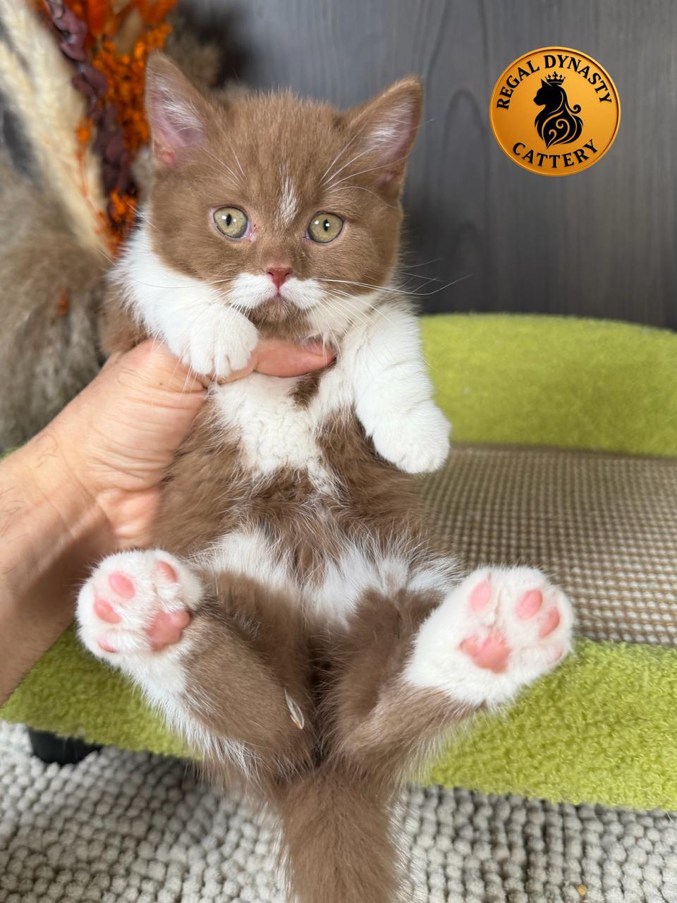 Munchkin – Cinnamon Bicolor ✨ - Image 3