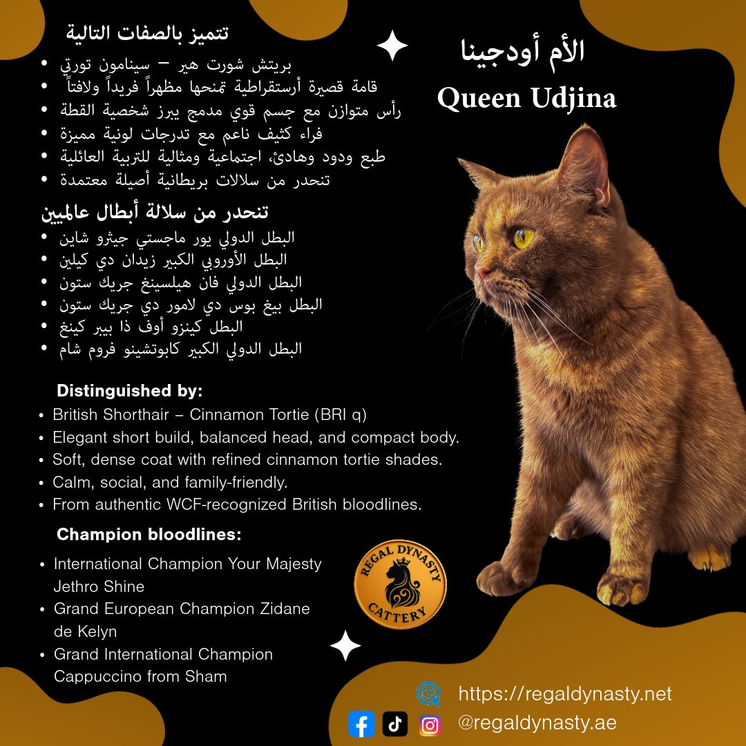 Munchkin – Cinnamon Bicolor ✨ - Image 9