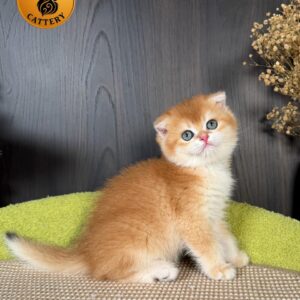 Scottish Fold – Golden Shell NY12