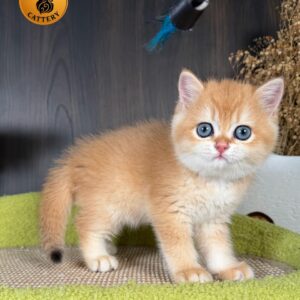 British Shorthair Kitten