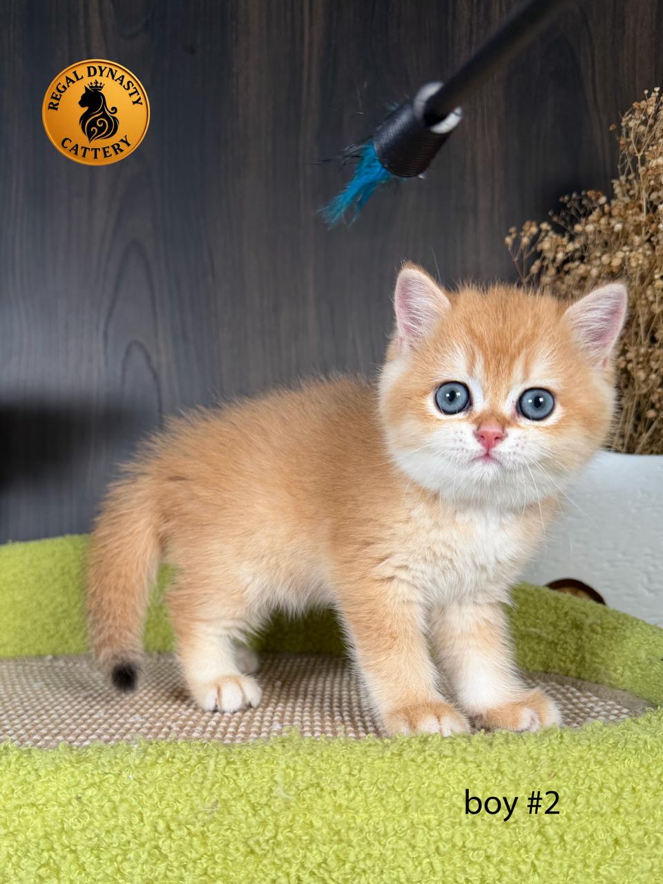 British Shorthair Kitten - Image 6