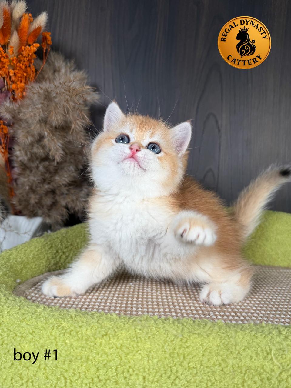 British Shorthair Kitten - Image 5