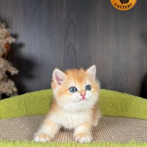 British Shorthair Kitten