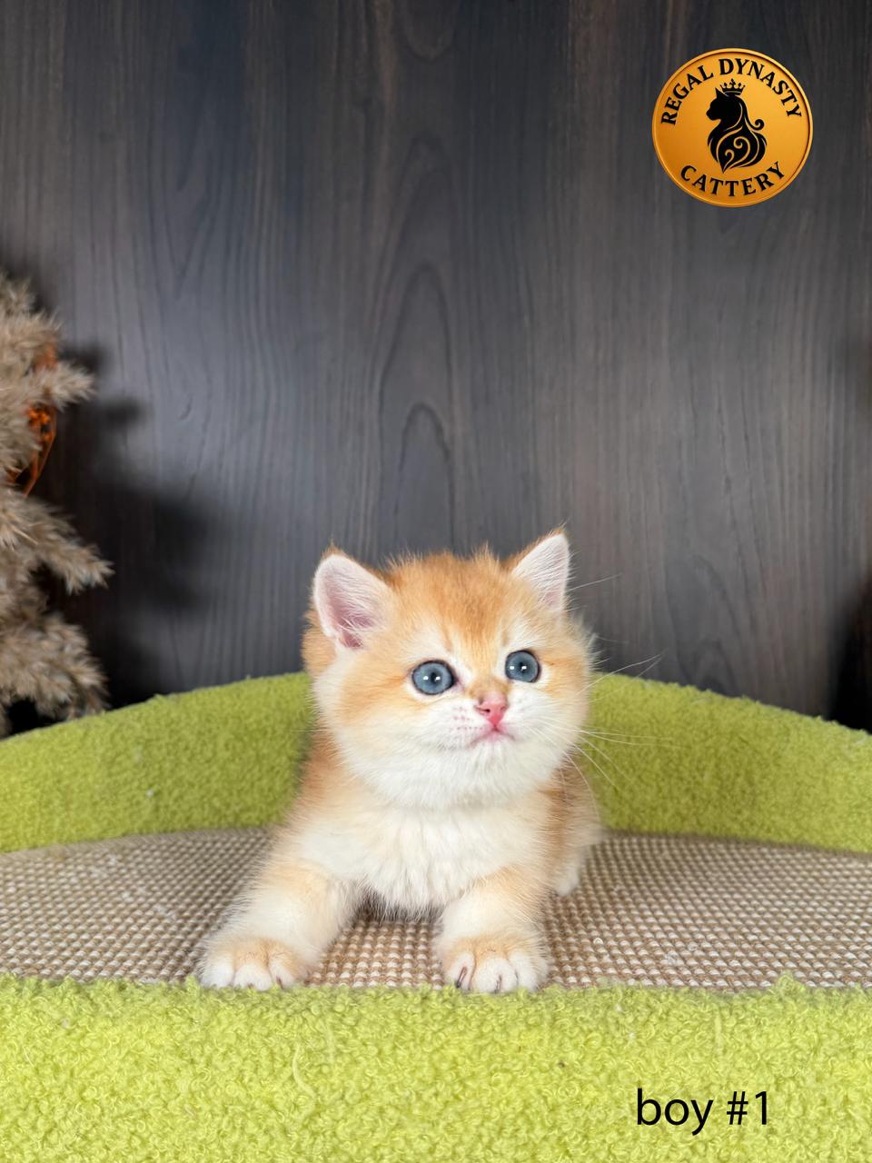 British Shorthair Kitten