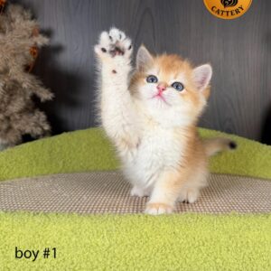 British Shorthair Kitten