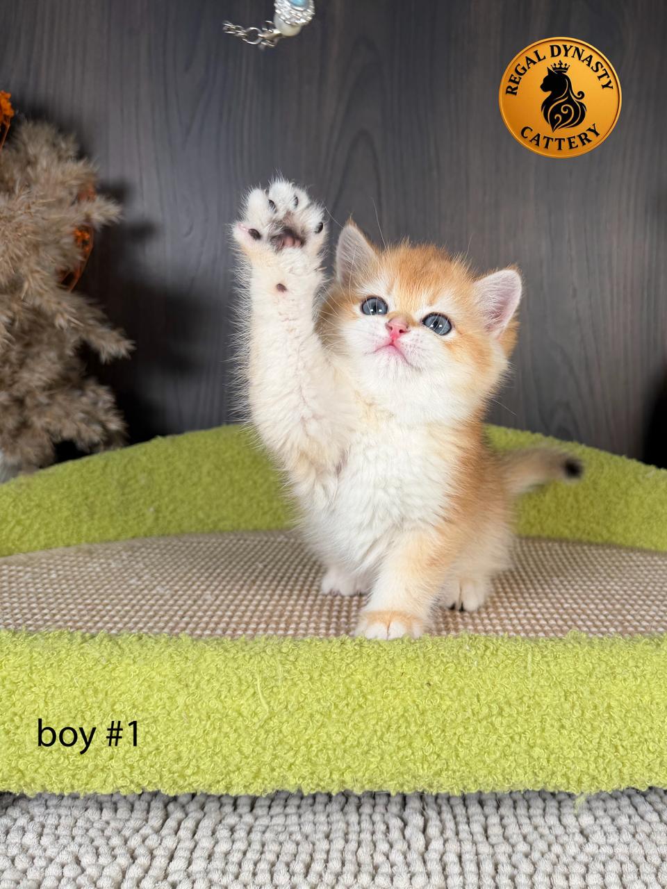 British Shorthair Kitten - Image 3