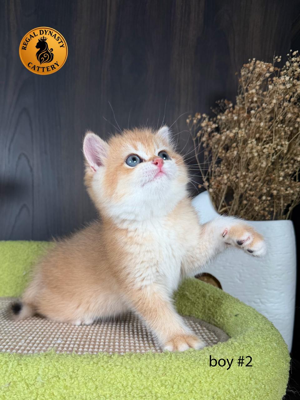British Shorthair Kitten - Image 2