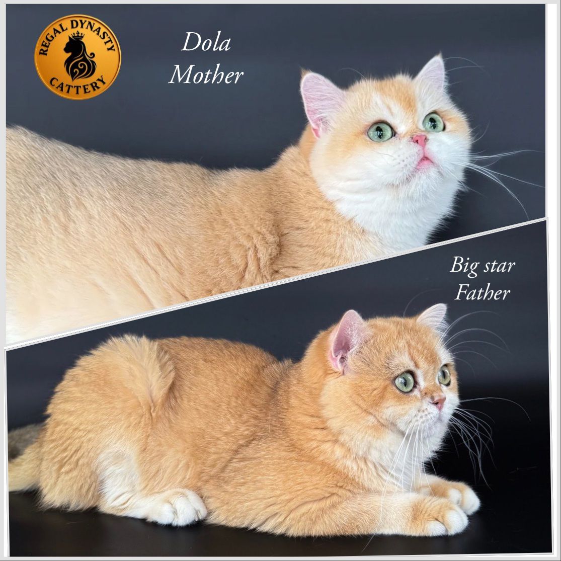British Shorthair Kitten - Image 7