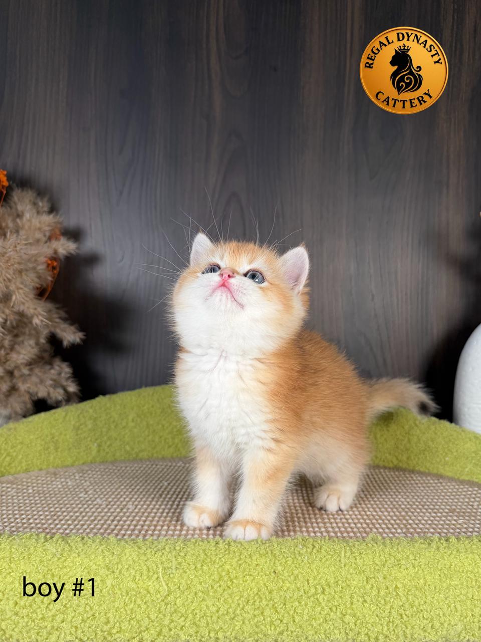 British Shorthair Kitten - Image 4
