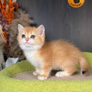 Munchkin Long-Leg Shorthair