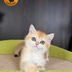 British Shorthair Kitten – Female