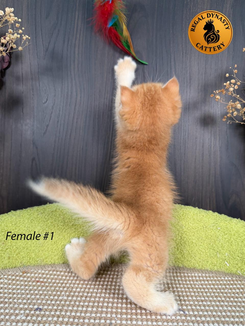 Scottish Straight Female - Image 7