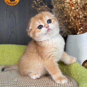 Scottish Fold Female