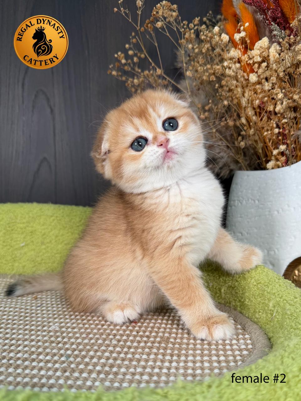 Scottish Fold Female