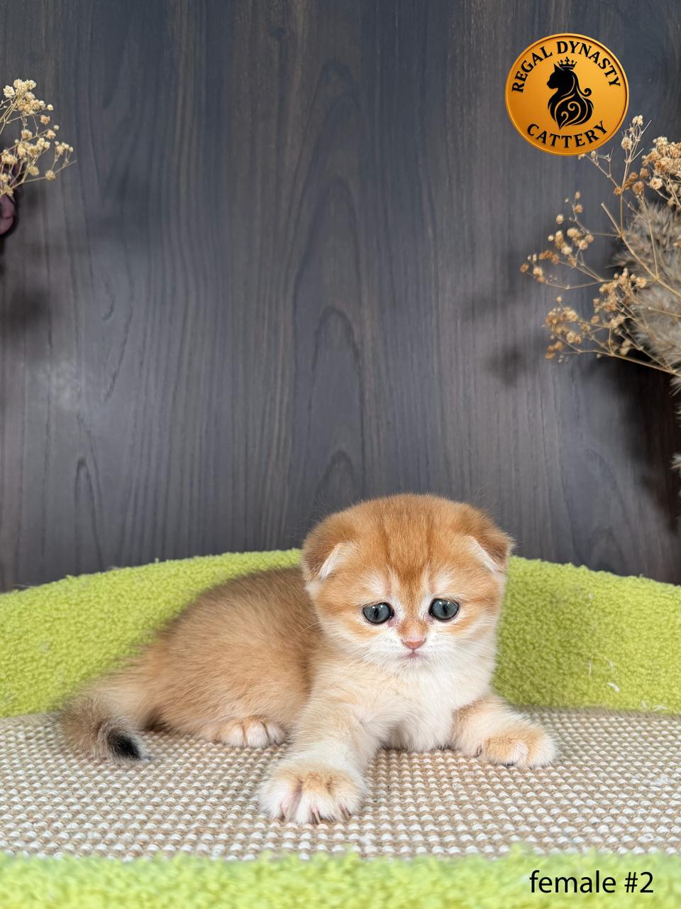 Scottish Fold Female - Image 5