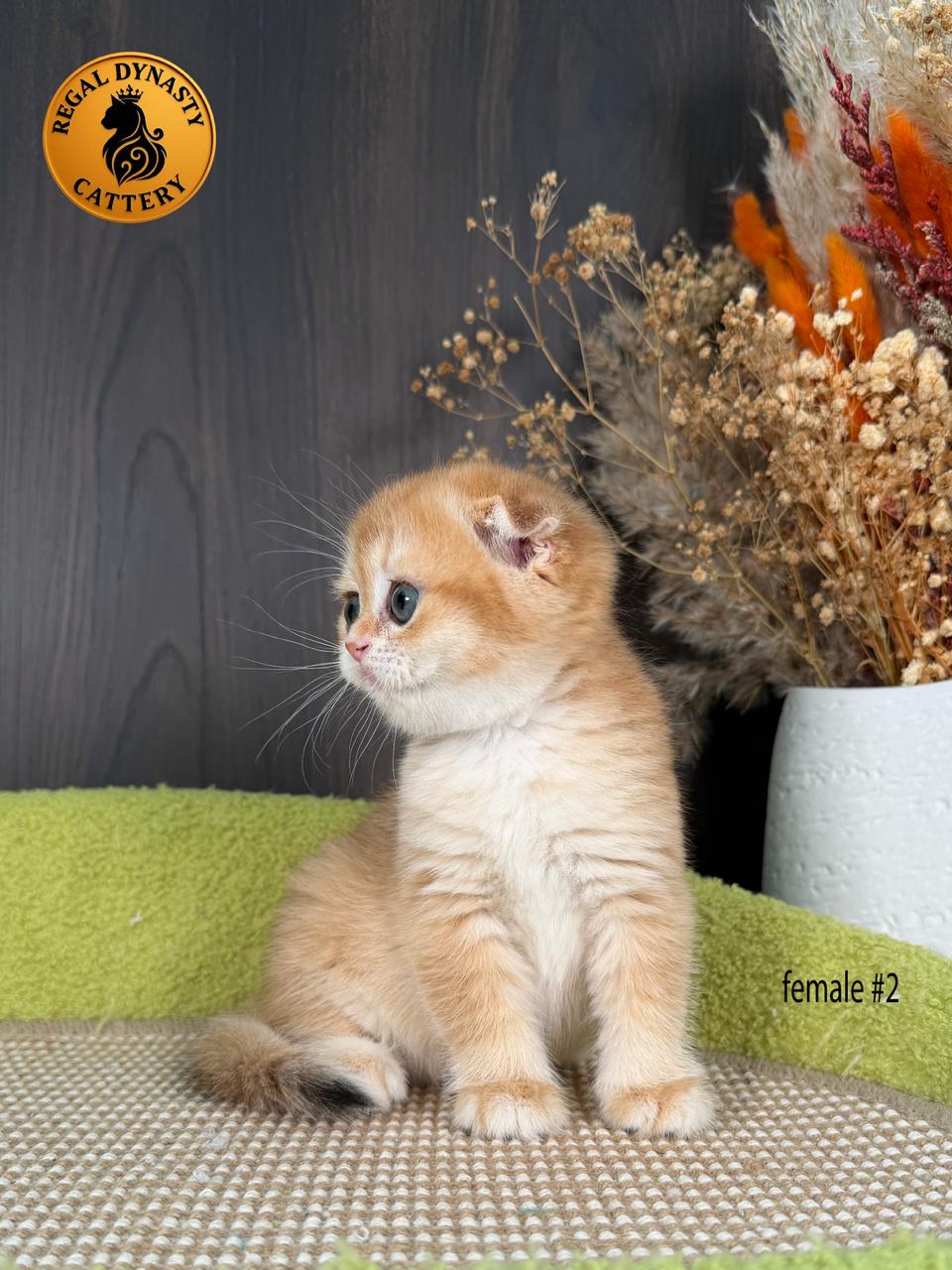 Scottish Fold Female - Image 6
