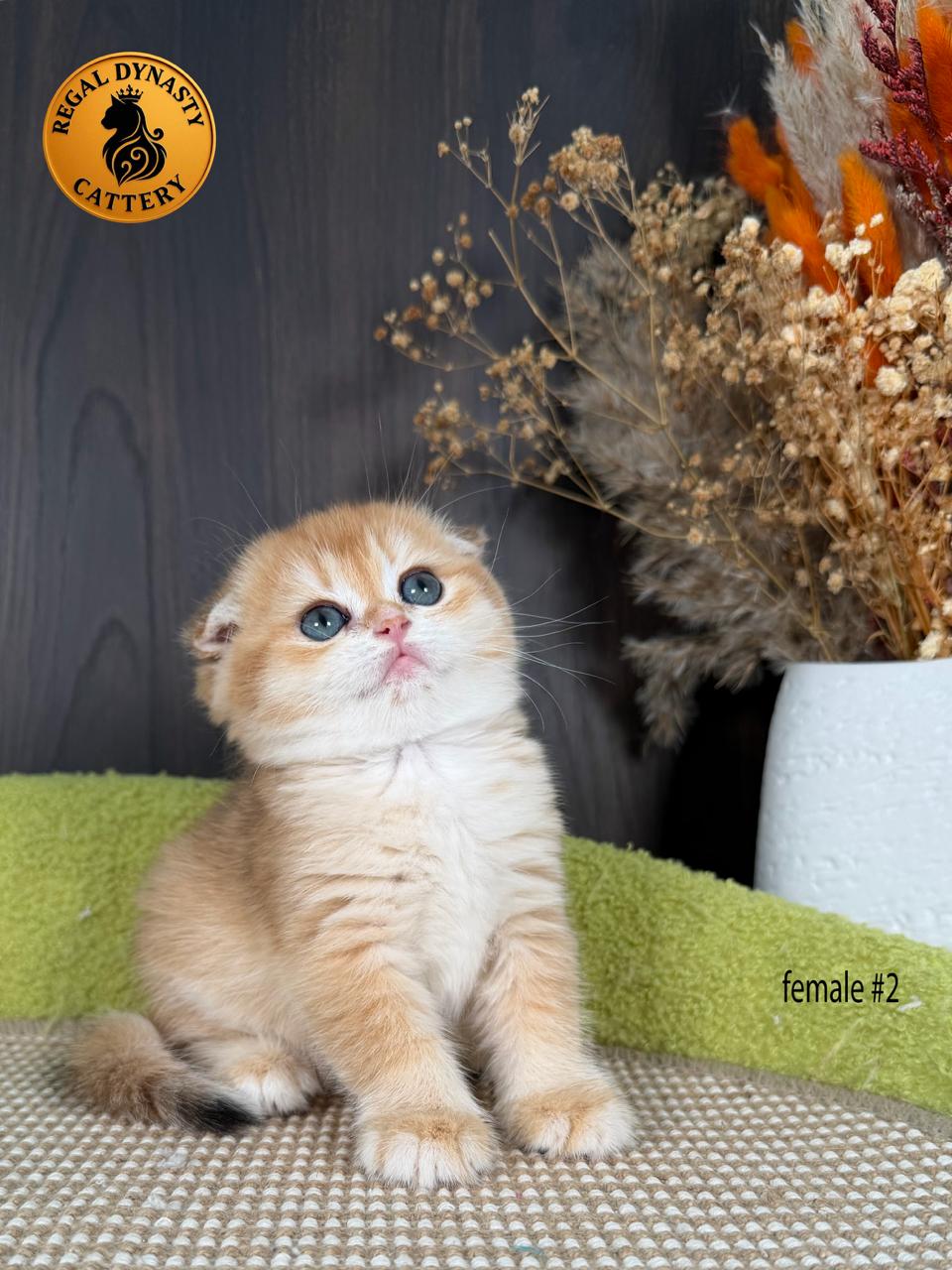 Scottish Fold Female - Image 7