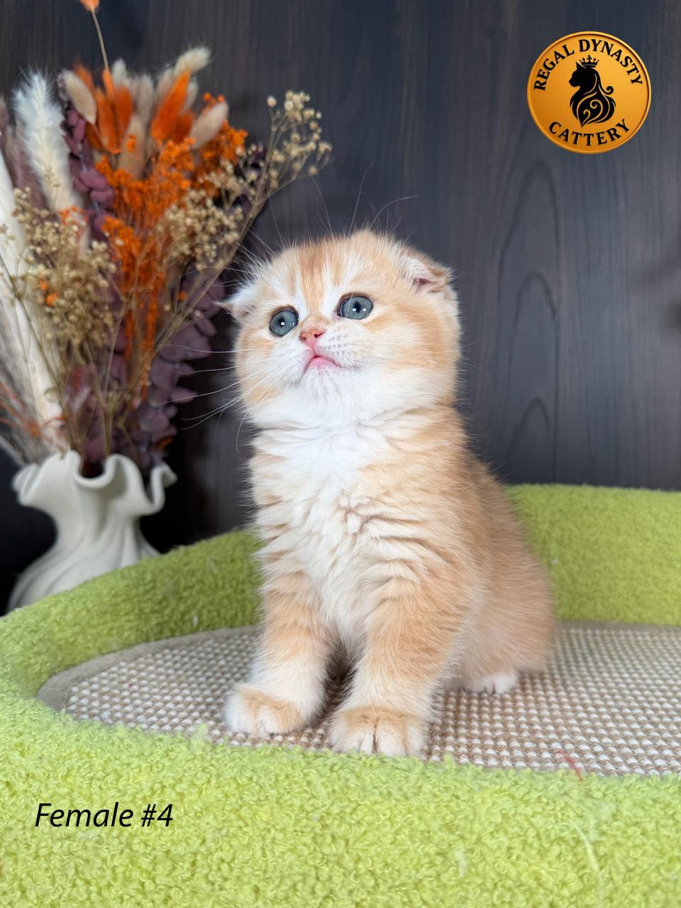 Scottish Fold Female - Image 6