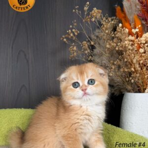 Scottish Fold Female