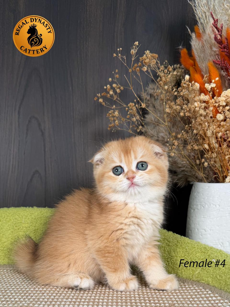 Scottish Fold Female