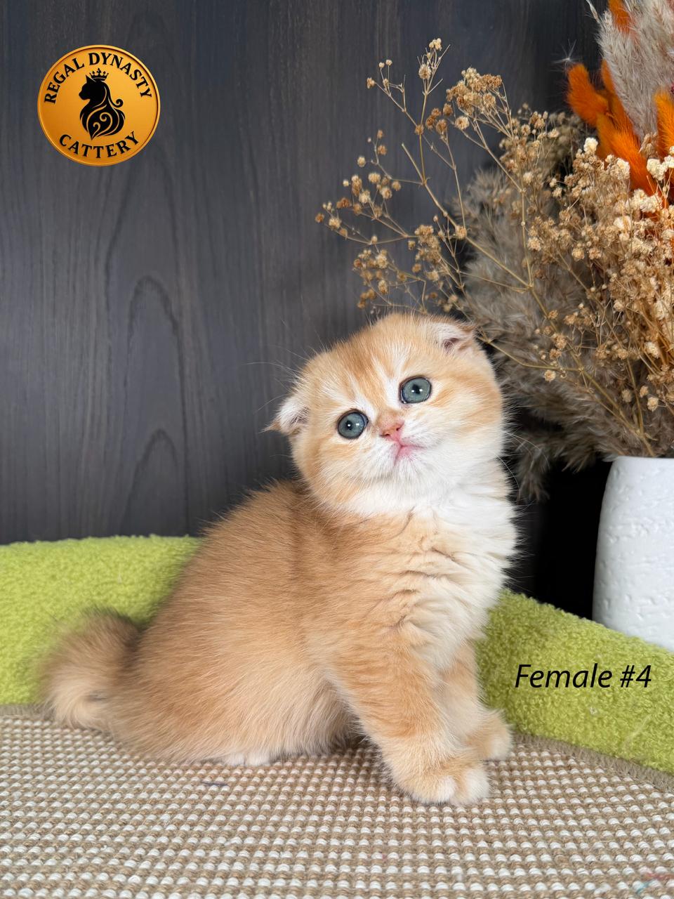 Scottish Fold Female - Image 5