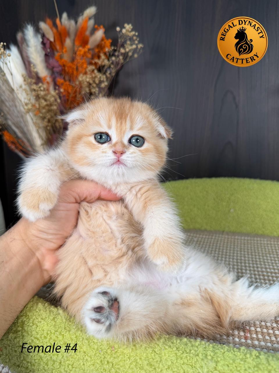 Scottish Fold Female - Image 7