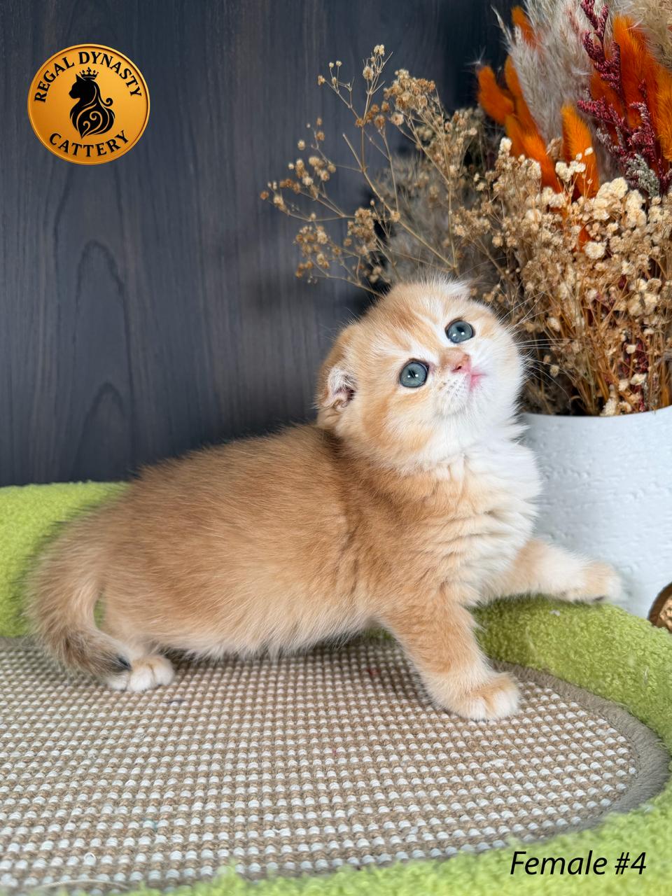 Scottish Fold Female - Image 8
