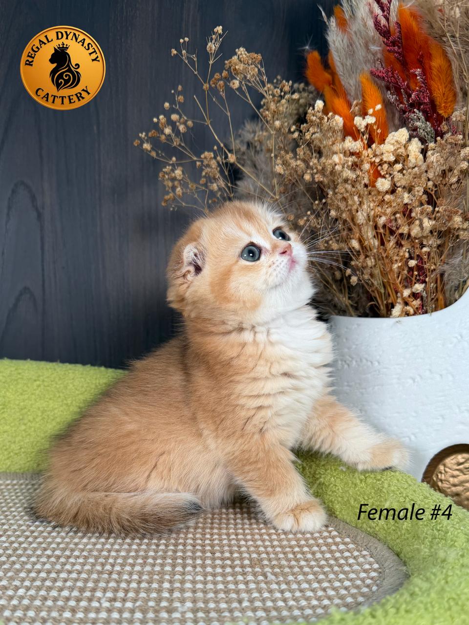Scottish Fold Female - Image 9