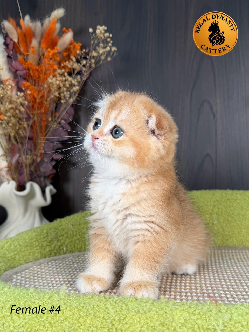 Scottish Fold Female - Image 10