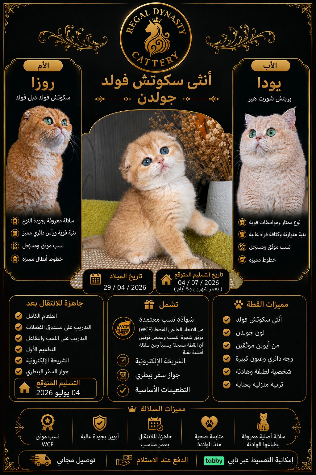 Scottish Fold Female - Image 2