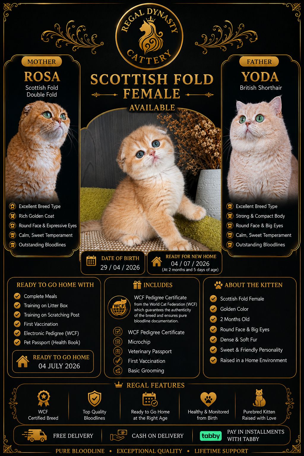 Scottish Fold Female - Image 3