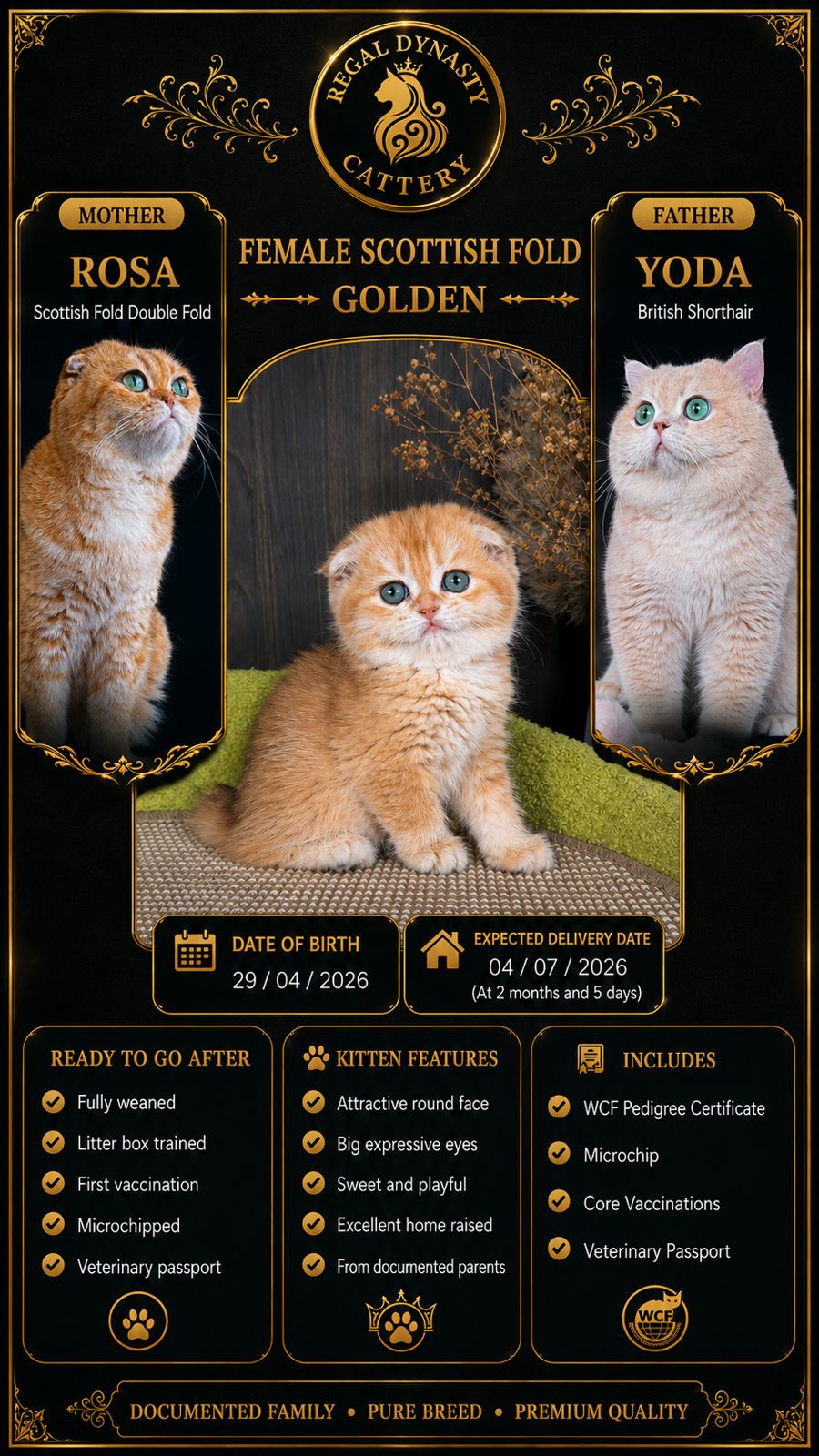 Scottish Fold Female - Image 3