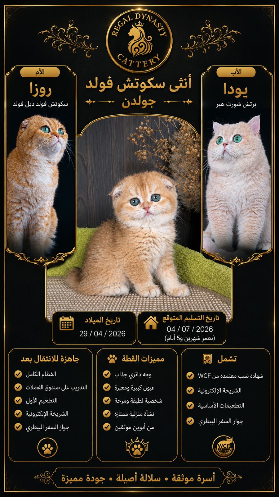 Scottish Fold Female - Image 2