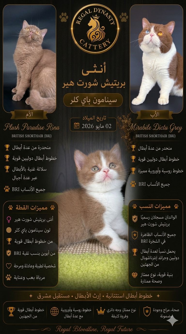 Female British Shorthair - Image 3