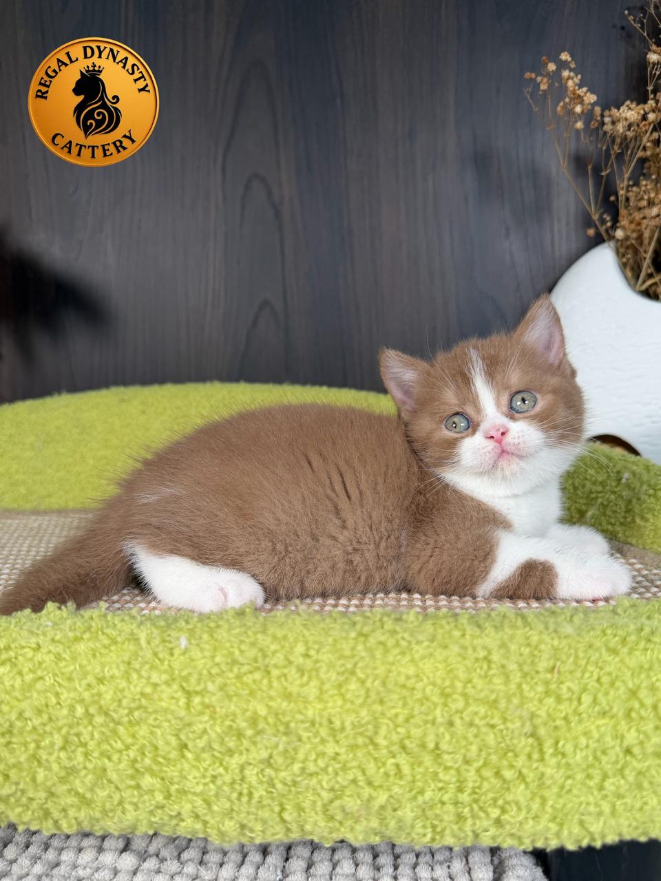 Female British Shorthair - Image 8