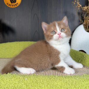 Female British Shorthair