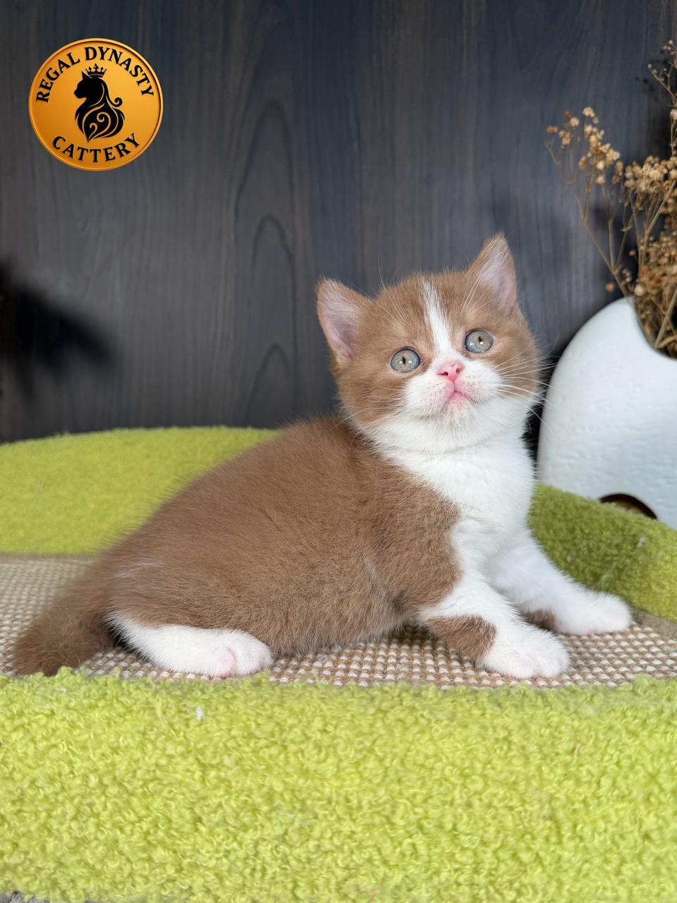 Female British Shorthair