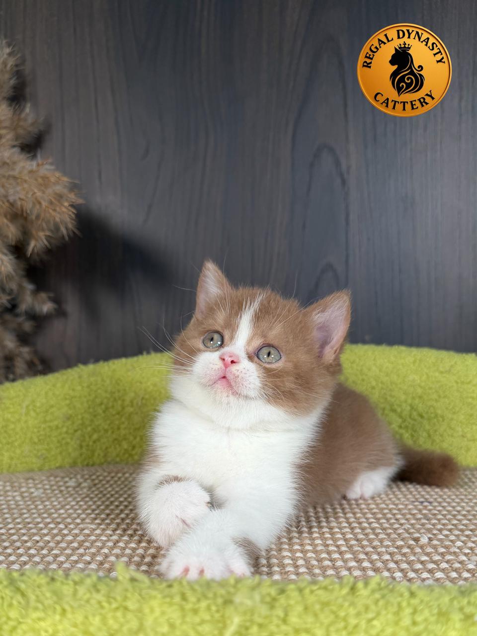 Female British Shorthair - Image 6