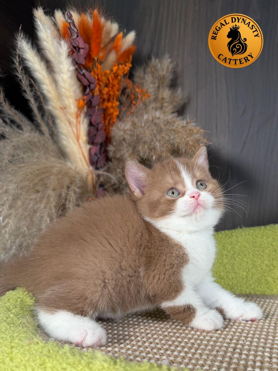 Female British Shorthair - Image 5