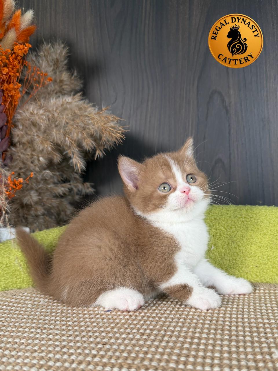 Female British Shorthair - Image 7
