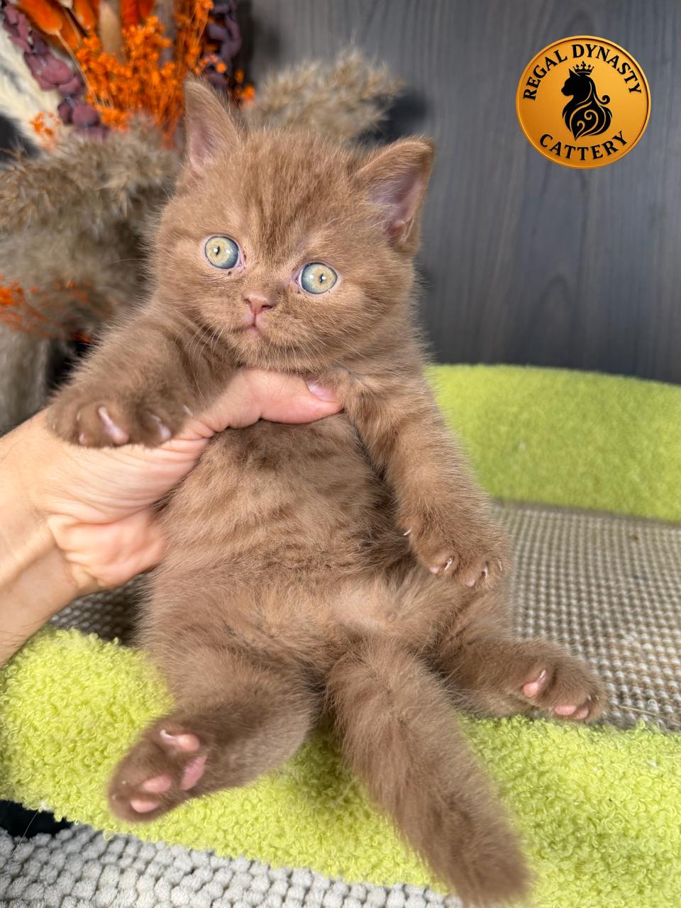 Female British Shorthair - Image 5