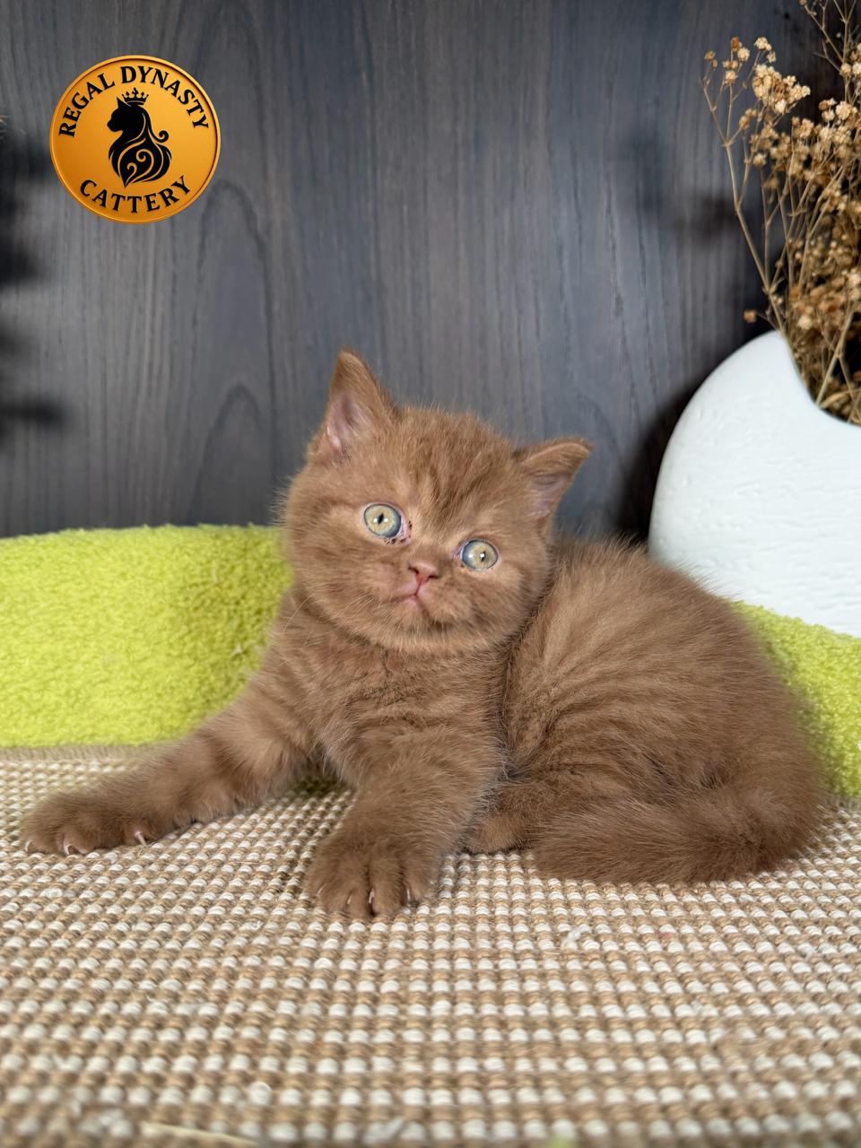 Female British Shorthair - Image 8