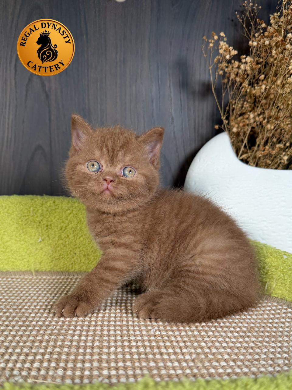 Female British Shorthair - Image 7