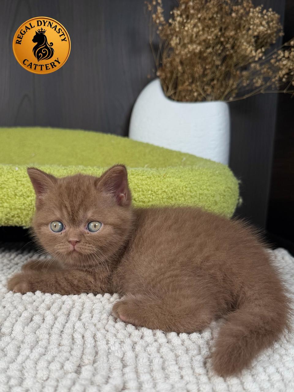 Female British Shorthair - Image 9