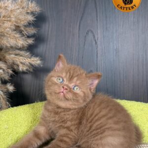 Female British Shorthair