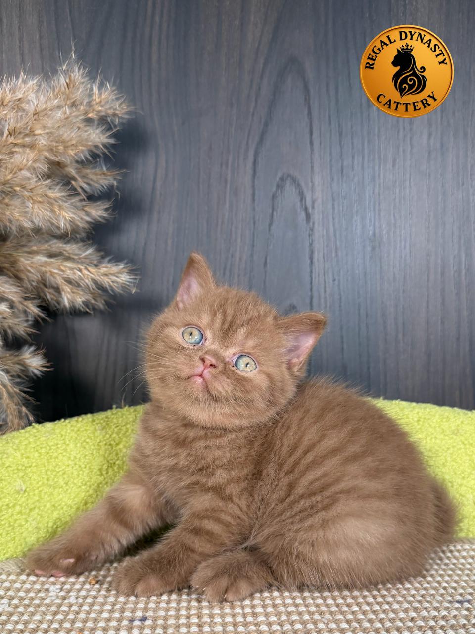 Female British Shorthair