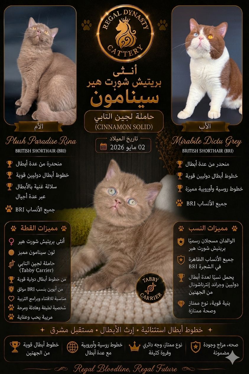 Female British Shorthair - Image 2
