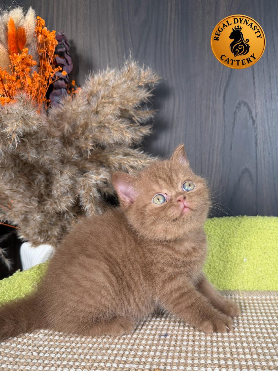 Female British Shorthair - Image 6