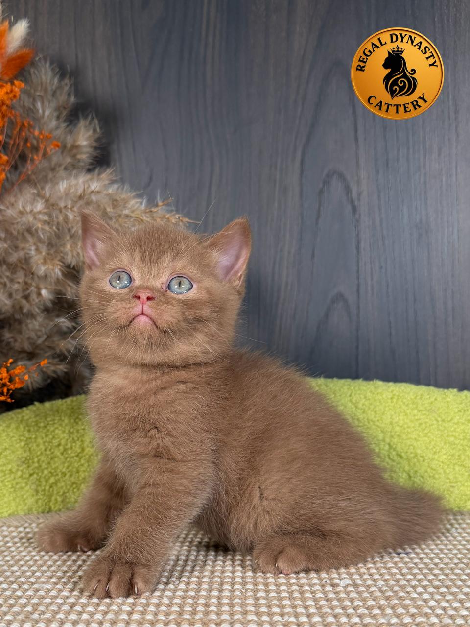 Male British Shorthair - Image 11