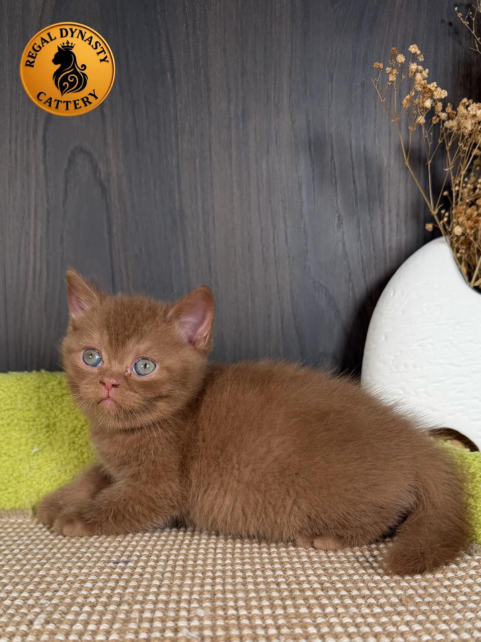 Male British Shorthair - Image 10